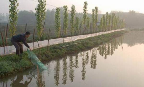 养小龙虾喂什么饲料好,小龙虾的常备饲料及特点_养虾