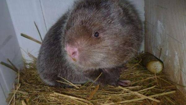 适合竹鼠的粗饲料种类_竹鼠养殖