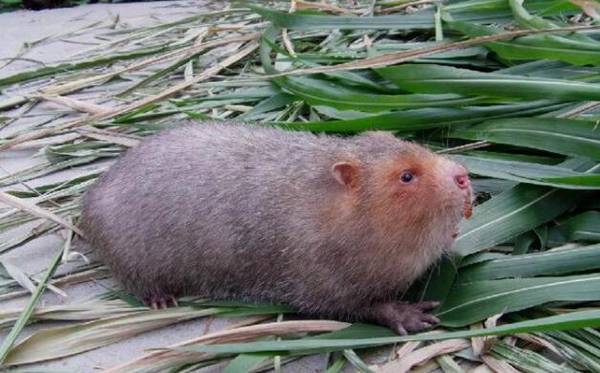 竹鼠能长多大,竹鼠最大能长到多大_养殖问答