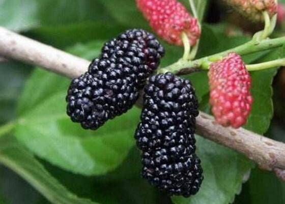 桑葚的肥水管理技术总结_瓜果种植