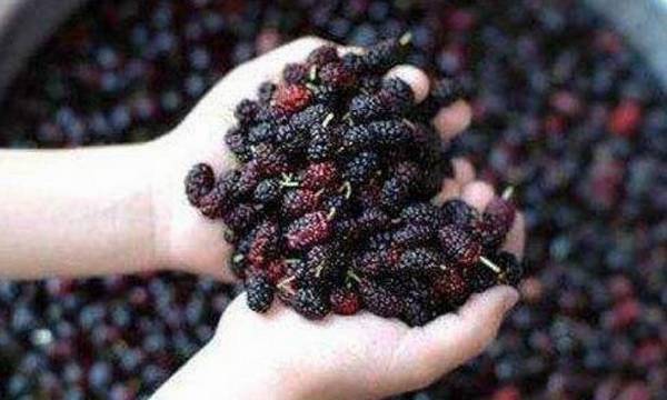 桑葚大棚的建造技术要点_瓜果种植