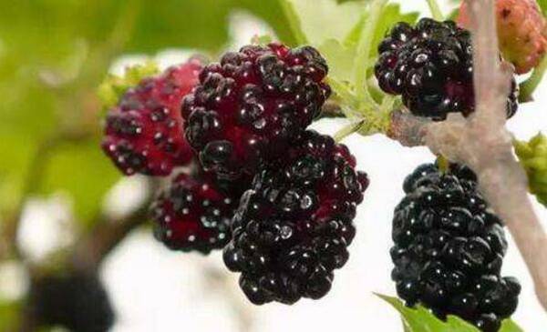 提高桑葚产量的技术要点_瓜果种植