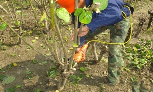 桑树定形修剪的技术总结_瓜果种植