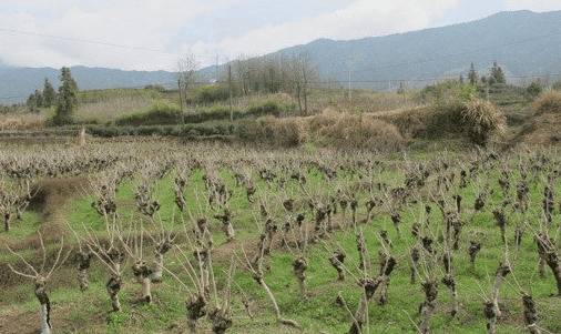 桑树定形修剪的技术总结_瓜果种植