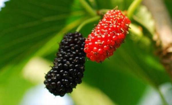 提高桑葚产量的技术要点_瓜果种植