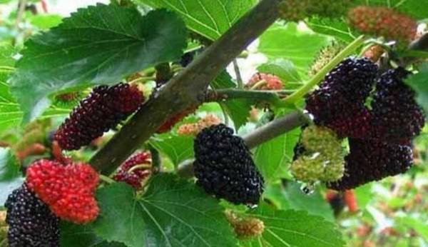 提高桑葚产量的技术要点_瓜果种植