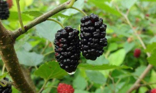 桑树定形修剪的技术总结_瓜果种植