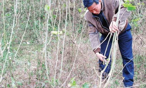 桑树定形修剪的技术总结_瓜果种植