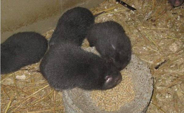 竹鼠感冒的四大预防措施_竹鼠养殖