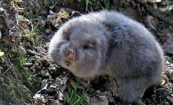 竹鼠出现白牙怎么办,多磨牙多补钙准没错_竹鼠养殖