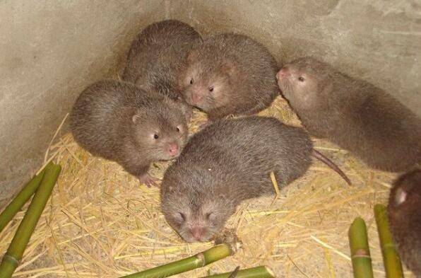 竹鼠鼻炎的症状及治疗方法_竹鼠养殖