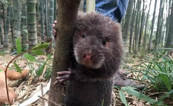 竹鼠牙齿变黑的原因,竹鼠牙齿变黑的防治方法_竹鼠养殖