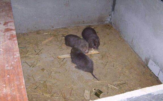 竹鼠常见疾病的防治方法_竹鼠养殖