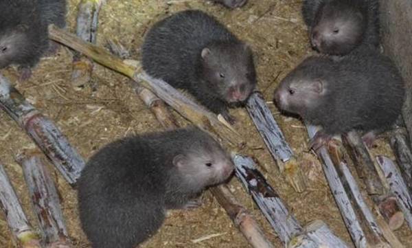 竹鼠球虫病的危害分析_竹鼠养殖