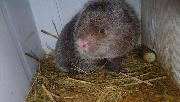 竹鼠常见疾病的防治方法_竹鼠养殖