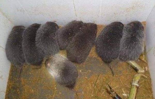 竹鼠流口水的常见原因分析_竹鼠养殖