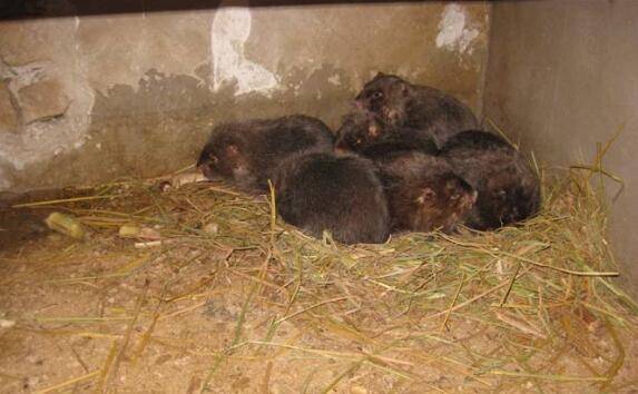 竹鼠口腔炎不用怕,清除溃疡早治早好_竹鼠养殖