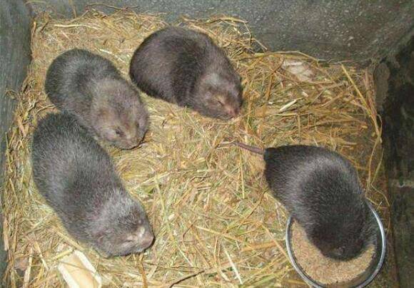 竹鼠市场价格多少钱一斤_竹鼠养殖