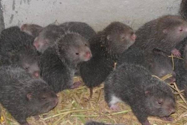 竹鼠市场价格多少钱一斤_竹鼠养殖