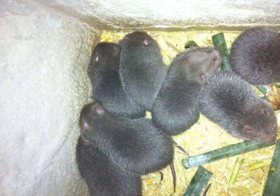 四川竹鼠价格最新行情_竹鼠养殖