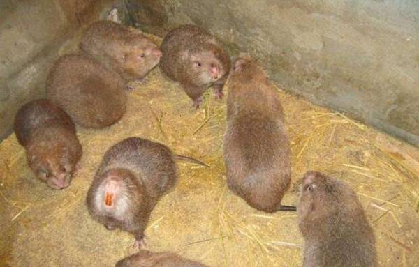 四川竹鼠价格最新行情_竹鼠养殖