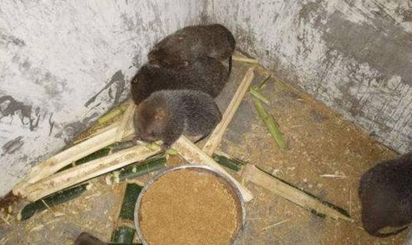 野生竹鼠价格多少钱一斤_竹鼠养殖