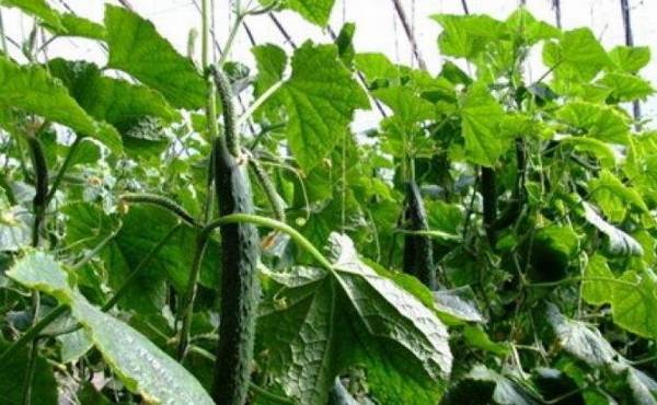 北方秋黄瓜的种植时间详解_蔬菜种植