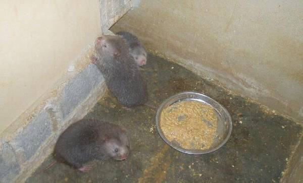 贵州竹鼠价格多少钱一斤_竹鼠养殖