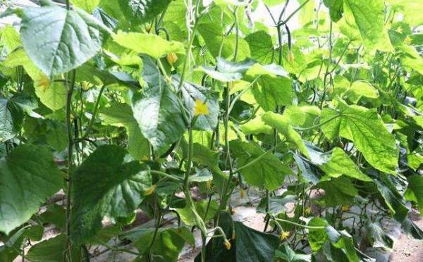 北方秋黄瓜的种植时间详解_蔬菜种植