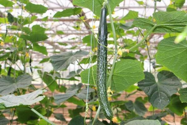 秋黄瓜的种植时间是什么时候_蔬菜种植