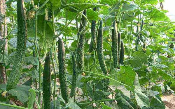 春黄瓜的播种时间详解_蔬菜种植