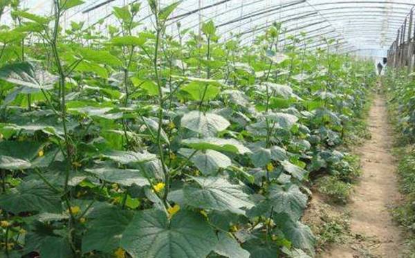 春黄瓜的播种时间详解_蔬菜种植