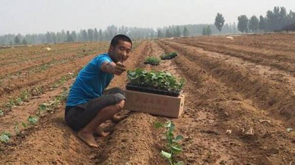 种植黄瓜时的整地技术要点_蔬菜种植