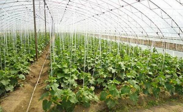 黄瓜搭架施肥的技术要点_蔬菜种植