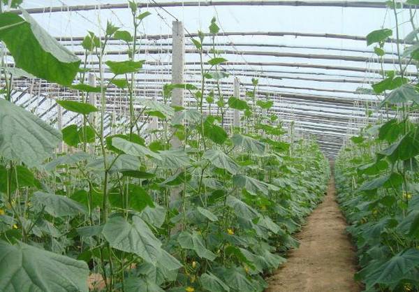 黄瓜搭架施肥的技术要点_蔬菜种植