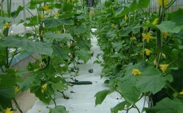 黄瓜搭架施肥的技术要点_蔬菜种植