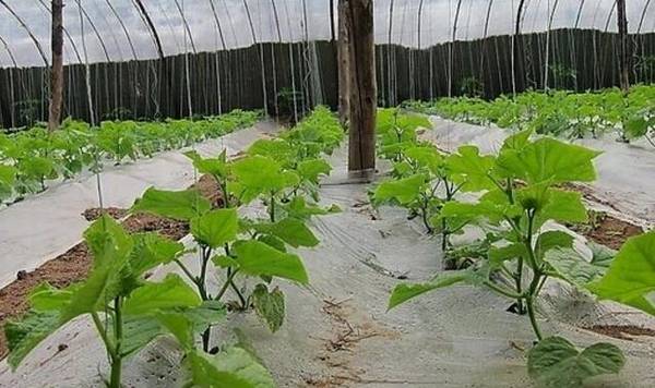 黄瓜种植的肥水培土技术_蔬菜种植