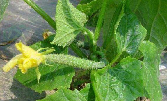 黄瓜整枝与搭架的技术要点_蔬菜种植