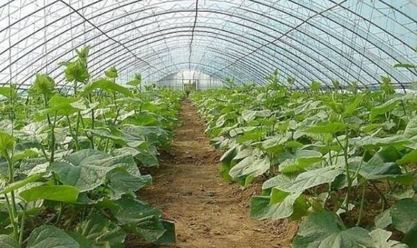 黄瓜整枝与搭架的技术要点_蔬菜种植