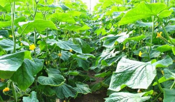 三种常见的黄瓜品种详解_蔬菜种植