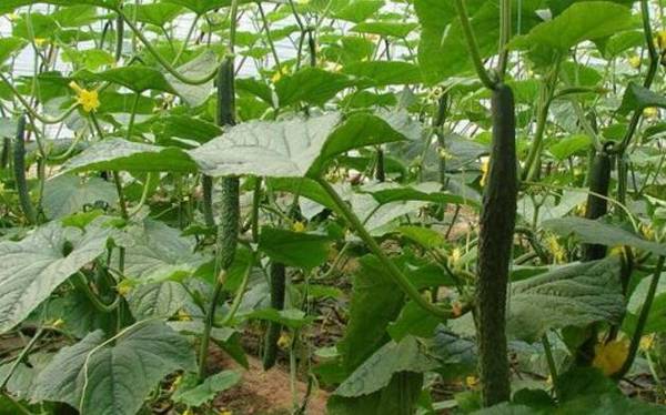 温室越冬黄瓜的种植要点_蔬菜种植