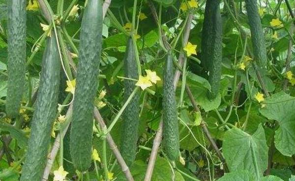 黄瓜冬季生长的适宜温度为多少_蔬菜种植