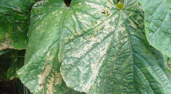 黄瓜叶烧病的发生原因_蔬菜种植