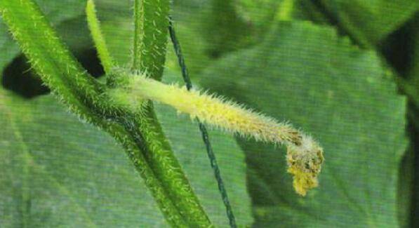 黄瓜化瓜问题的防治措施_蔬菜种植