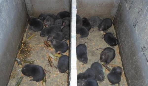 500平米竹鼠养殖场第一年投资多少钱,30万元打不住_竹鼠养殖