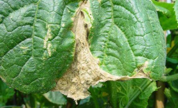 黄瓜叶烧病的发生原因_蔬菜种植