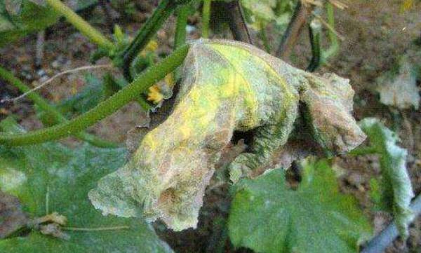 黄瓜常见病害总结_蔬菜种植