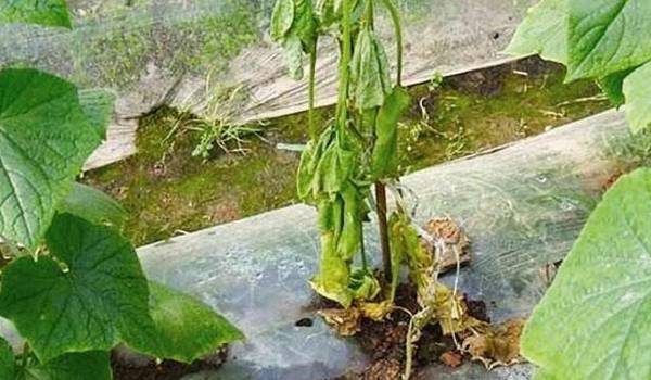 黄瓜生理性萎蔫的发病原因_蔬菜种植
