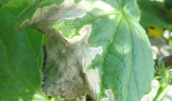 黄瓜生理性萎蔫的发病原因_蔬菜种植