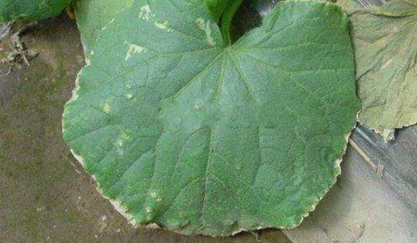 黄瓜焦边叶病的防治方法总结_蔬菜种植